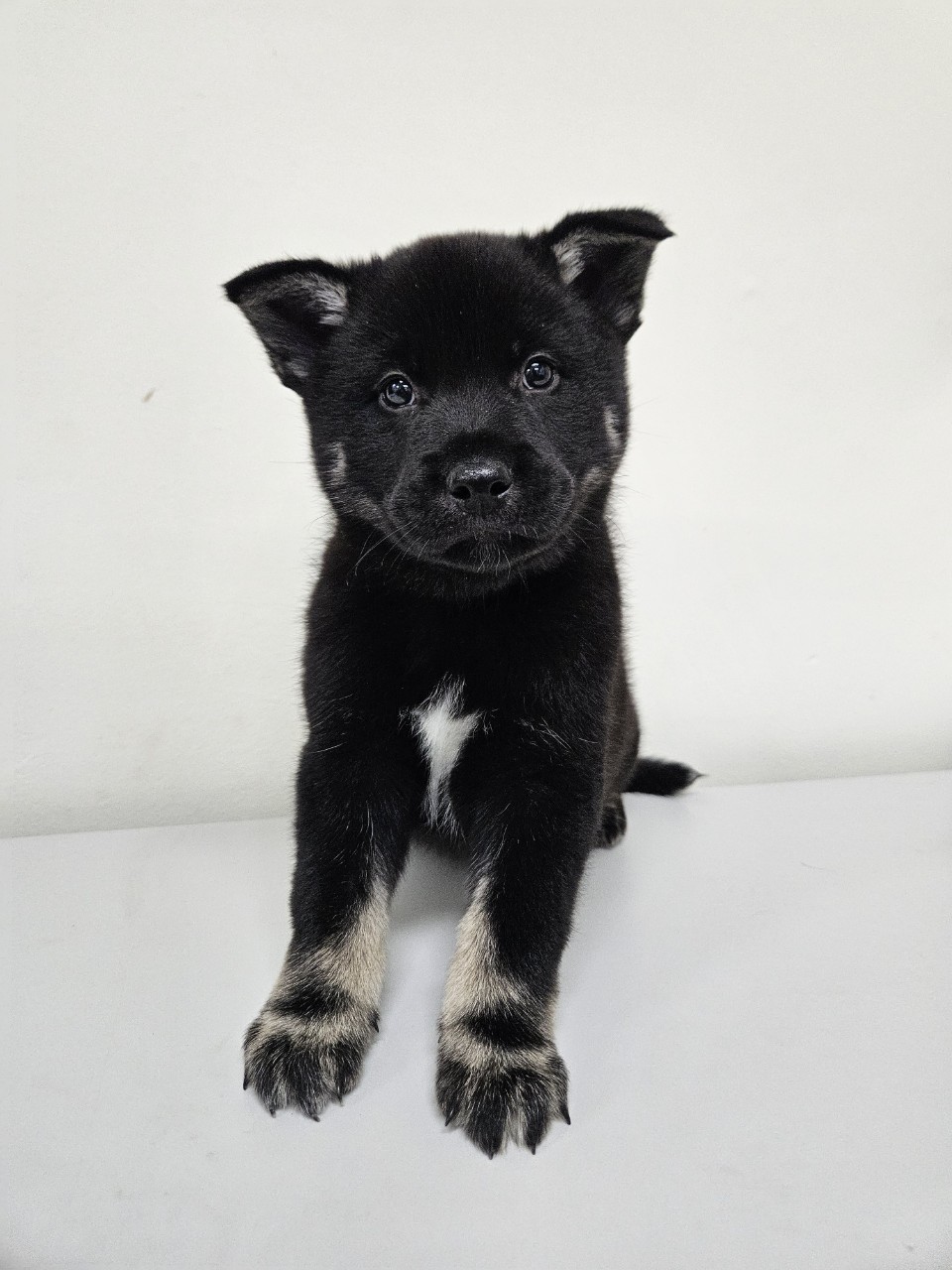 보호중 믹스견의 가…